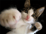 chat ki boxe